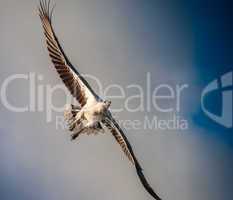 Bald eagle in flight, sky on background