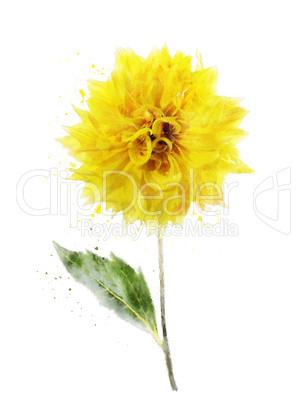 Watercolor Image Of Yellow Dahlia