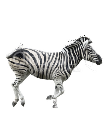 Watercolor Image Of  Zebra