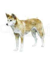 Watercolor Image Of  Australian Dingo