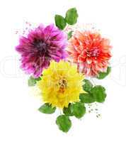 Watercolor Image Of  Dahlia Flowers