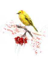 Watercolor Image Of  Yellow Bird
