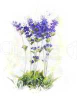 Watercolor Image Of  Lavender Flowers