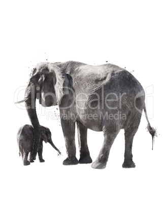Watercolor Image Of  Elephants