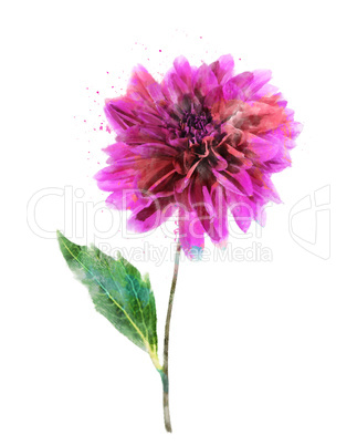 Watercolor Image Of Pink Dahlia