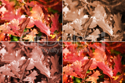 Autumn oak leaves in four variants