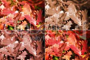 Autumn oak leaves in four variants