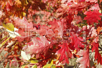 Oak twig with bright red leaves