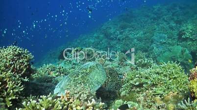 Hawksbill turtle swimming on a Coral reef