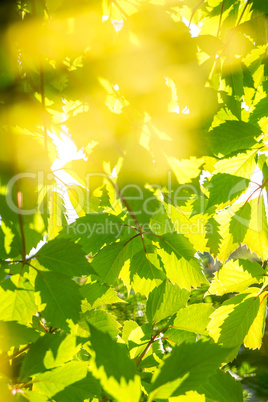 Grape leaves background