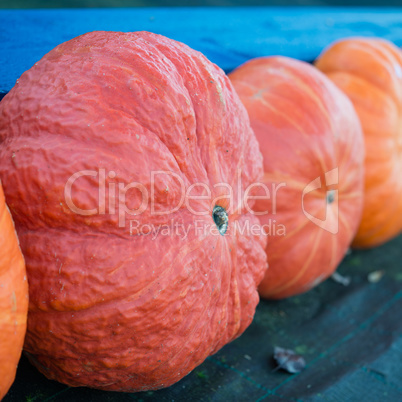 indian pumpkin