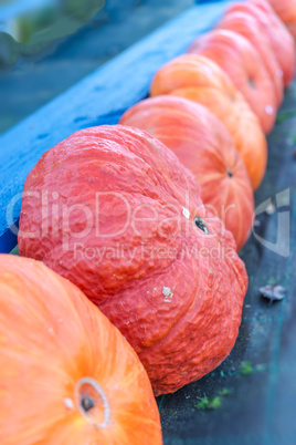 indian pumpkin