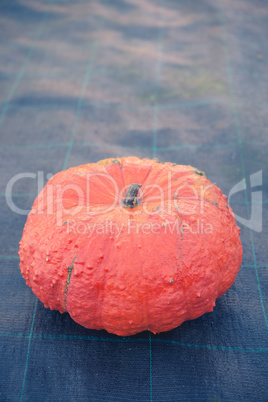 indian pumpkin