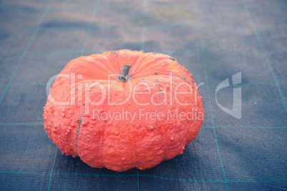 indian pumpkin