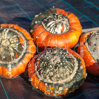 Turban squash