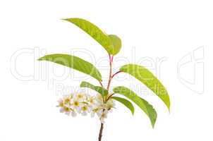 Blüten des Faulbaums (Frangula alnus)