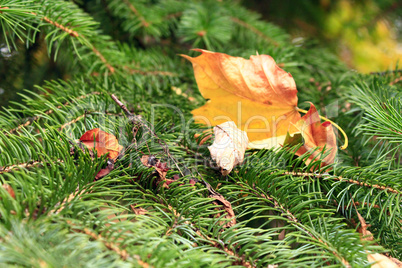 dry autumn leaves on the green branches of fur-tree