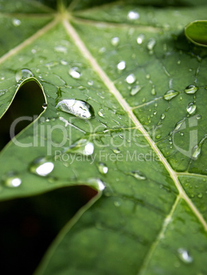 Water drops on a green leave after rain