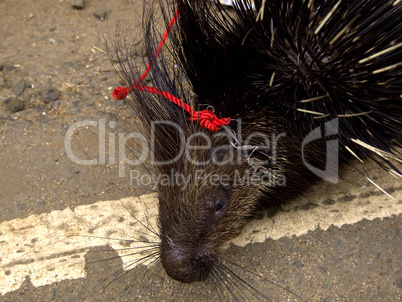 Closeup of an asian porcupine