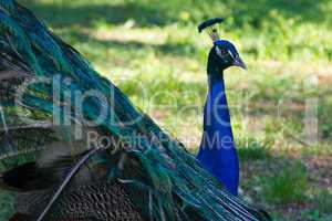 Vogel Pfau Nahaufnahme Kopf blau