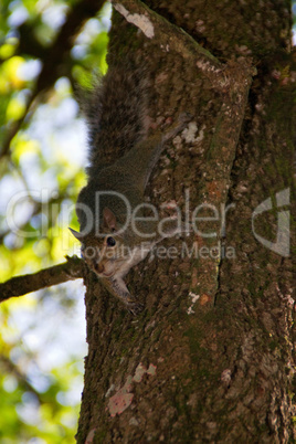 kleines Eichhörnchen hängt am Baum und schaut in die Kamera