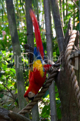 Papagai Vogel steht auf dem Kopf Kunststück