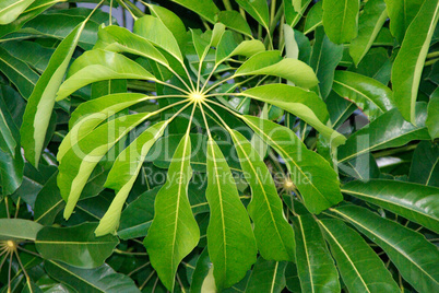Regenschirmbaum Schefflera actinophylla