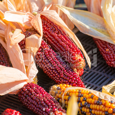 colorful corn