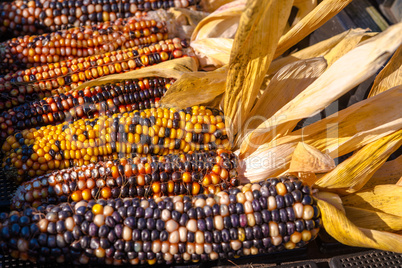 colorful corn