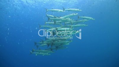 School of Blackfin Barracudas swiming in blue water