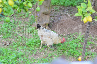 Huhn unterm Zitronen Baum