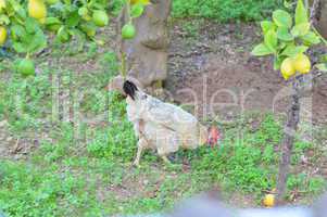 Huhn unterm Zitronen Baum