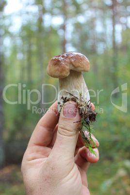 Beautiful and little cep in the hand