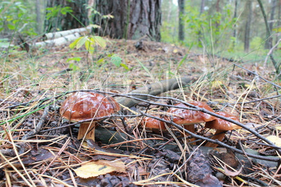 Beautiful mushroom of Boletus badius