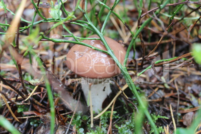 nice mushroom of Suillus