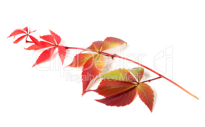 Branch of autumn grapes leaves (Parthenocissus quinquefolia foli