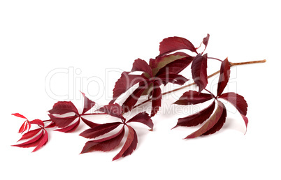 Branch of red autumn grapes leaves (Parthenocissus quinquefolia