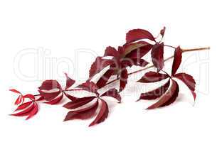 Branch of red autumn grapes leaves (Parthenocissus quinquefolia