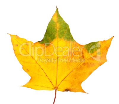 Autumn yellowed maple leaf