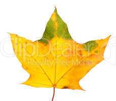 Autumn yellowed maple leaf