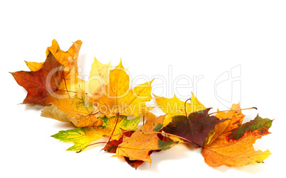 Dry multicolor maple leafs isolated on white background