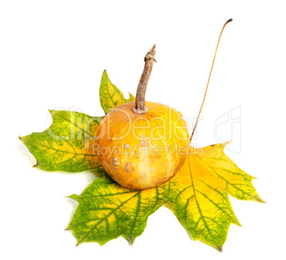 Small decorative pumpkin on autumn yellowed maple-leaf