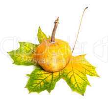 Small decorative pumpkin on autumn yellowed maple-leaf