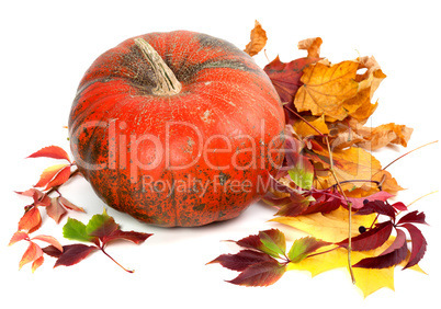 Red ripe pumpkin in autumn leaves.