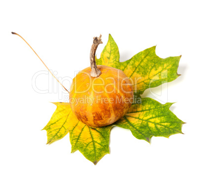 Small decorative pumpkin on autumn multicolor maple-leaf