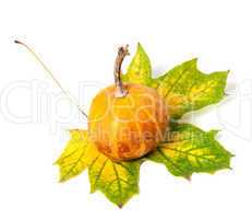 Small decorative pumpkin on autumn multicolor maple-leaf