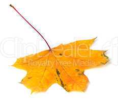 Yellow autumn maple-leaf on white background
