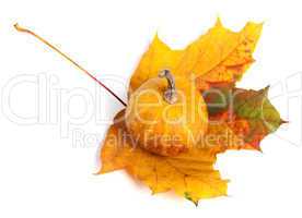 Decorative pumpkin on autumn maple-leaf. Top view.
