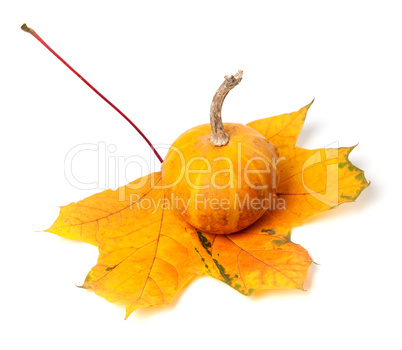 Small decorative pumpkin on autumn maple-leaf