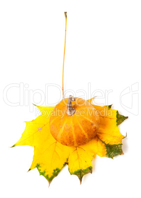 Decorative pumpkin on autumn maple-leaf